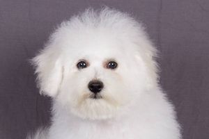 比熊很臭什么原因