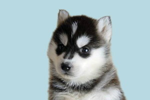 哈士奇什么時(shí)候換胎毛