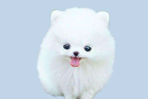 博美犬太活躍怎么辦