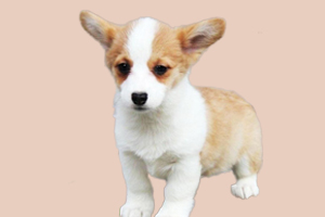 柯基犬什么時候打疫苗