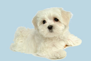 比熊太胖怎么辦