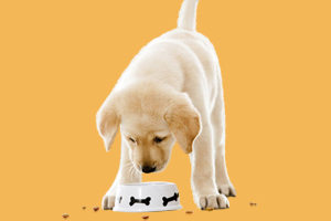 狗狗海藻粉怎么吃