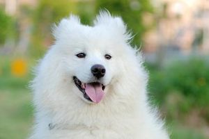 薩摩耶很瘦怎么辦