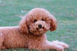 泰迪什么時(shí)間斷尾