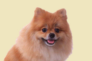 博美犬太肥了怎么辦