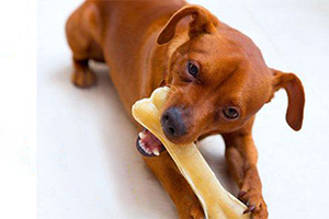 小狗吃骨頭不消化怎么辦