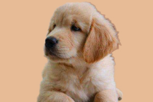 金毛什么時候成年