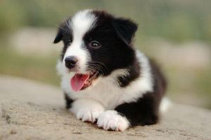 邊牧太活潑怎么辦