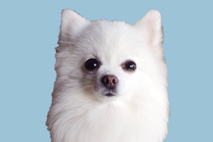 博美怎么樣才能不掉毛