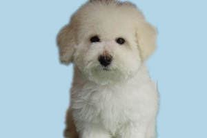 比熊太活潑怎么辦