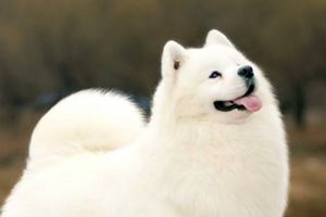 薩摩耶太胖怎么辦