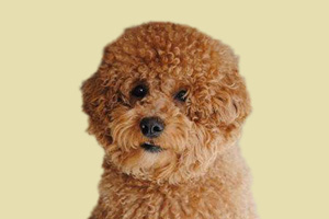 泰迪什么時(shí)候打蟲(chóng)