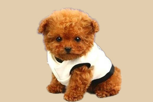 泰迪什么時(shí)候退胎毛