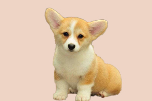 柯基犬什么時候斷尾