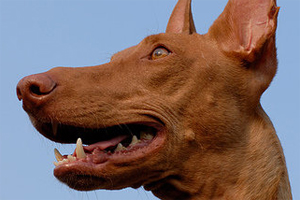 法老王獵犬怎么養(yǎng)