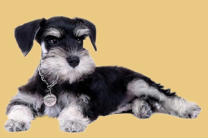 雪納瑞美容教程