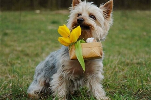 自制犬糧優(yōu)缺點(diǎn)有哪些