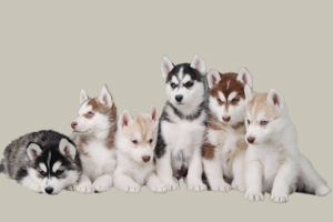 哈士奇喂養(yǎng)方法有哪些