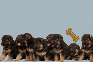 德牧幼犬狗糧怎么喂