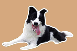 怎樣養(yǎng)好邊境牧羊犬