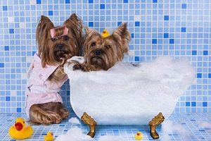 狗洗澡要準(zhǔn)備什么