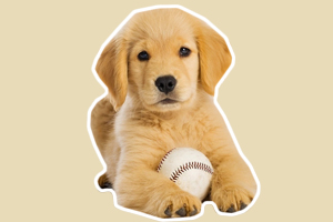 小金毛怎么養(yǎng)