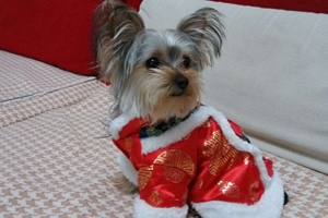 約克夏造型有哪些