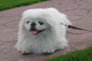 怎么飼養(yǎng)京巴犬