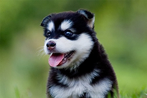 哈士奇吃什么補(bǔ)鈣