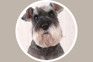 雪瑞納造型怎么剪