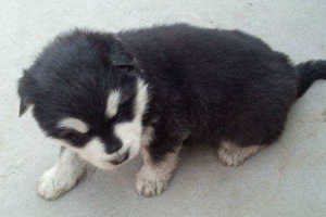 阿拉斯加幼犬喂養(yǎng)要點(diǎn)有哪些