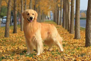 不同階段金毛犬的飼養(yǎng)注意什么