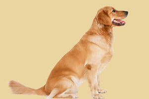 金毛吃什么美毛