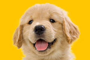 金毛狗怎么養(yǎng)