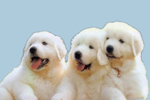 薩摩耶幼犬怎么養(yǎng)