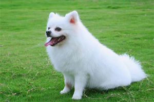 博美犬怎么養(yǎng)