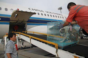 寵物運(yùn)輸流程是怎樣