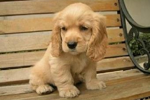 可卡幼犬?dāng)嗄毯笤趺答B(yǎng)