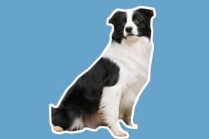 邊境牧羊犬怎么養(yǎng)