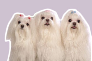 西施犬造型怎么做