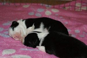 幼犬喂養(yǎng)有什么注意事項(xiàng)