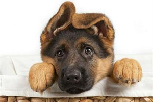 德牧幼犬怎么飼養(yǎng)