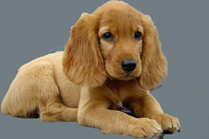 可卡幼犬狗糧怎么喂