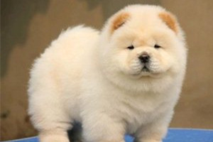 松獅幼犬怎么養(yǎng)