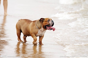 小沙皮狗怎么飼養(yǎng)