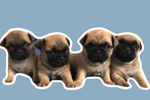 小巴哥犬怎樣喂養(yǎng)