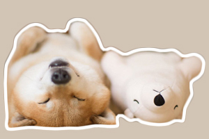 小柴犬怎么養(yǎng)