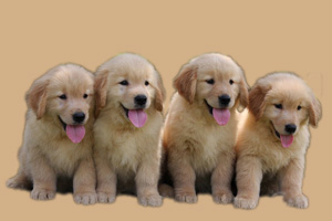 一個(gè)多月的小狗怎么養(yǎng)