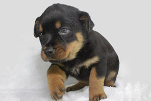 羅威納幼犬怎么養(yǎng)