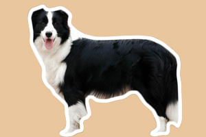 邊境牧羊犬吃什么毛亮